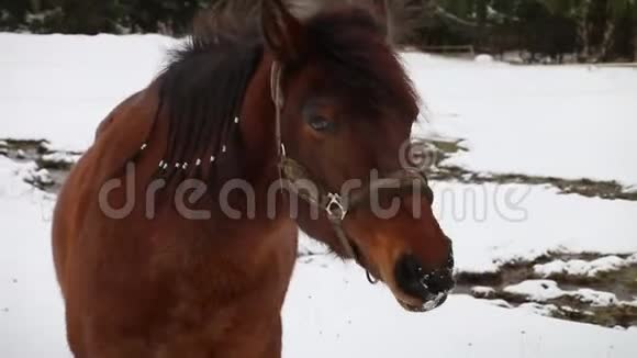 深棕色的马在四周看雪的环境视频的预览图