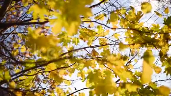 金色的枫叶被风吹过秋天的概念枫树变色自然背景视频的预览图
