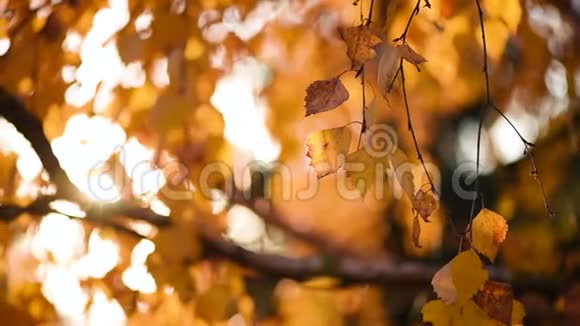 金色的枫叶被风吹过秋天的概念枫树变色自然背景视频的预览图