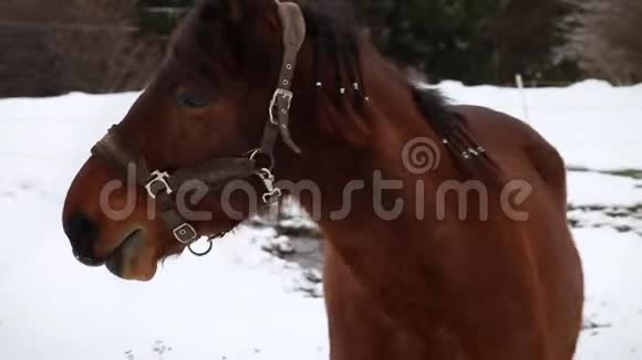 深棕色的马在咀嚼食物被抚摸环顾四周下雪的环境视频的预览图