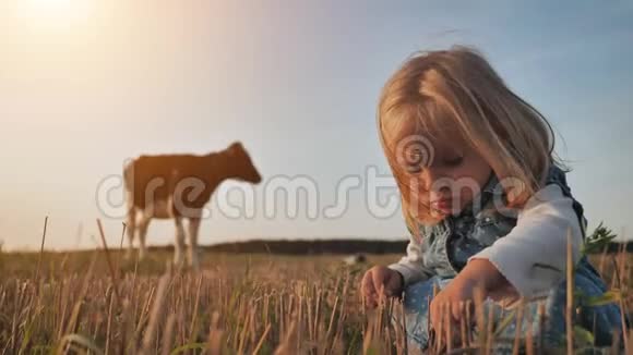 一个小女孩坐在田野里背景是一头孤独的牛视频的预览图