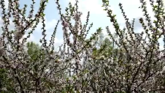 春天开花的浆果灌木灌木的树枝在风中摇摆视频的预览图