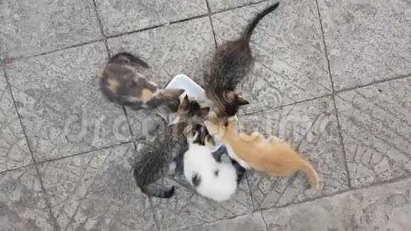 小猫吃食物俯视图视频的预览图