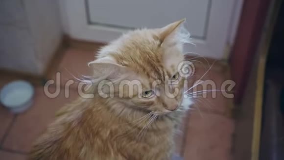 红猫惊讶地看着摄像机视频的预览图