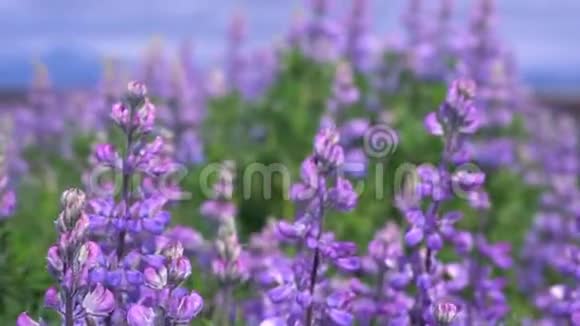 2018年冰岛夏季的花朵视频的预览图