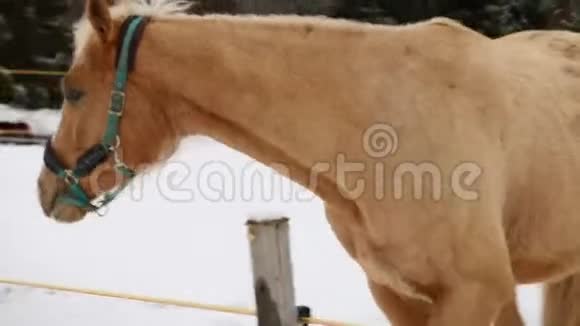 浅棕色的马走离摄像机视频的预览图