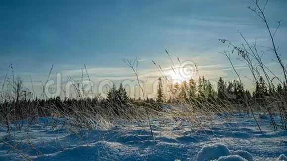 冬天在森林里下雪圣诞节晚上下雪在圣诞公园里下雪了美丽美丽视频的预览图