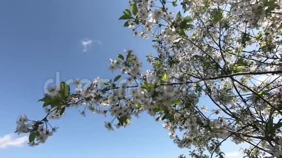 樱花树枝随风摇摆慢动作视频的预览图