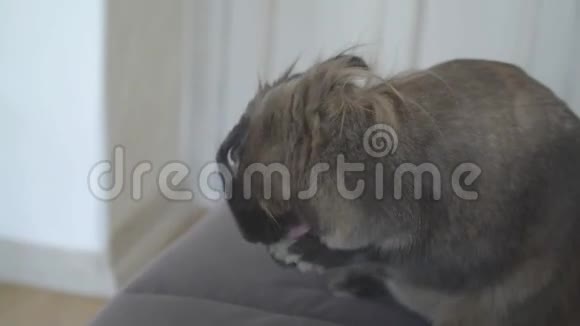 宠物的概念公寓里可爱的装饰兔视频的预览图