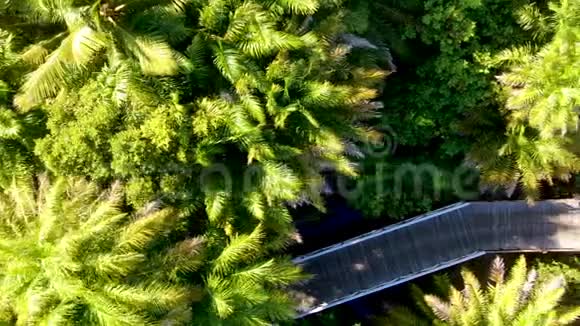 热带森林上的木桥鸟瞰图巴西视频的预览图