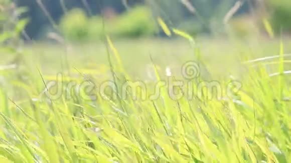 风中摇曳的草地背光视频的预览图