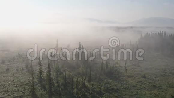 日出前飞越一片浓雾弥漫的田野雾中的松树视频的预览图