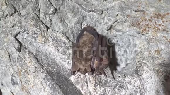 蝙蝠是穴居人视频的预览图