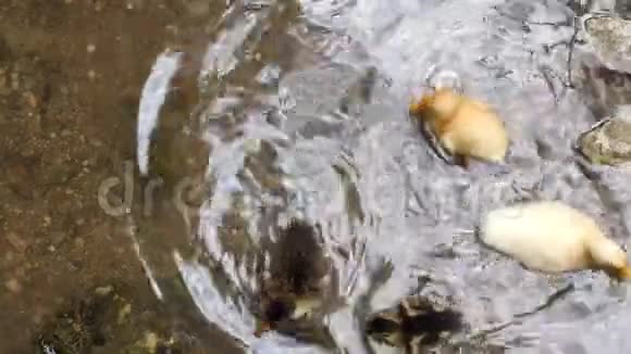 黄鸭和小鸭子在水里游泳慢动作视频的预览图