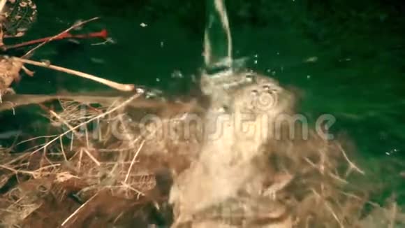 天然浅水漏水视频的预览图
