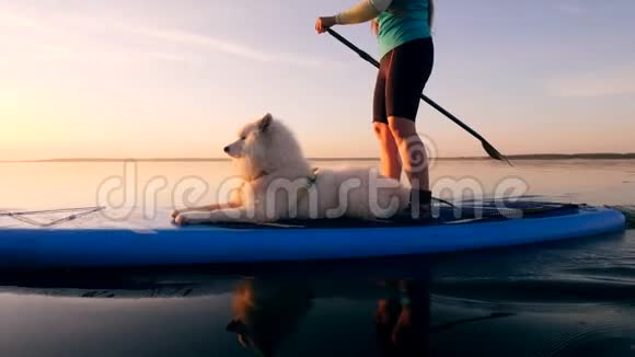 一只狗躺在冲浪板上而一个女人用桨视频的预览图