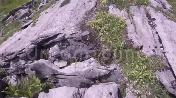 有许多岩石的高山草甸视频的预览图