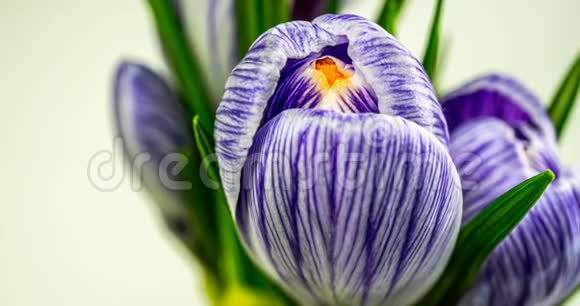 花时花开放的番红花隔离在白色上特写紫红花和花蕾绿叶宏观的4k视频的预览图