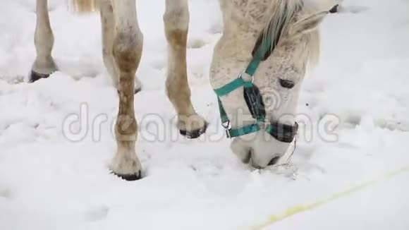 白色浅棕色的马嗅雪环顾四周视频的预览图