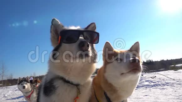 戴墨镜的狗的肖像摄影降雪视频的预览图
