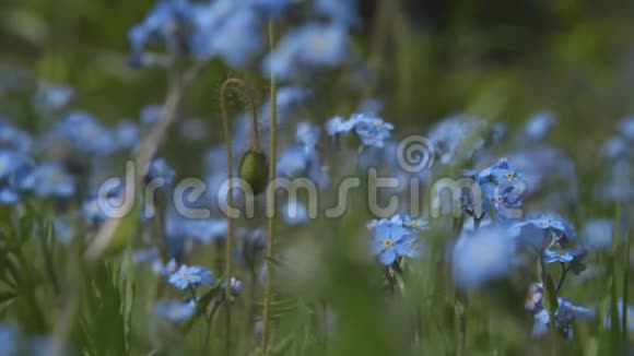 森林里夏天的蓝色花朵奇妙的大自然4k视频的预览图