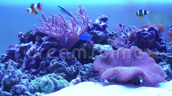 珊瑚礁水族馆与异国鱼类视频的预览图