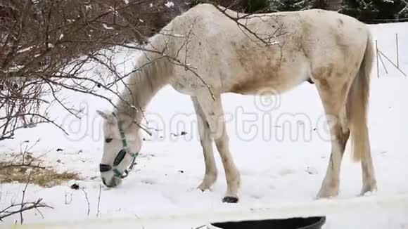 浅棕色的马嗅着灌木和树叶附近的雪视频的预览图