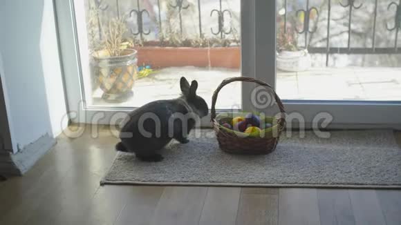 复活节兔子在篮子里木桌上放着五颜六色的鸡蛋糖果和郁金香复活节的概念背景视频的预览图
