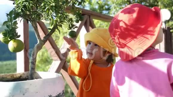 可爱的孩子们的兄弟姐妹正享受着在阳光明媚的日子里在橙色花园里采摘橘子儿童做户外活动视频的预览图