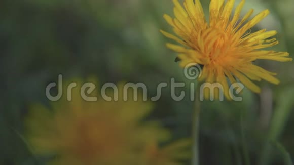 绿草中一朵年轻的蒲公英的黄野花在风中摇动4k视频的预览图