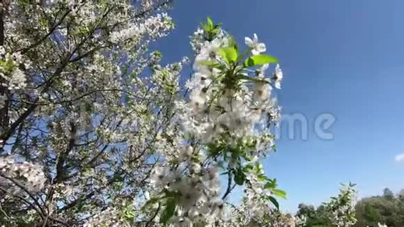 樱花树枝随风摇曳视频的预览图