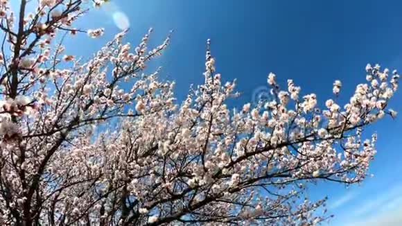 春天的花朵背景在蓝天的背景上开着花的杏子视频的预览图