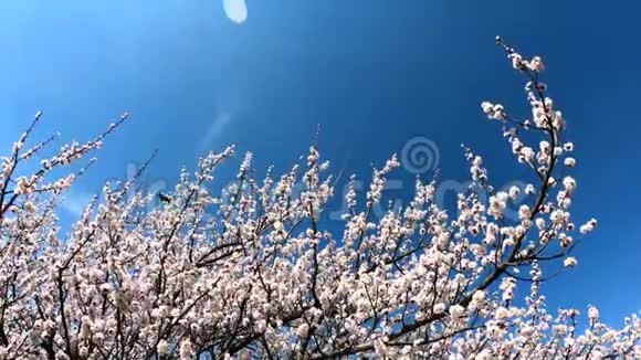 春天的花朵背景在蓝天的背景上开着花的杏子视频的预览图