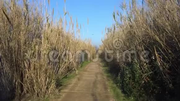穿过高高的竹林阳光明媚的日子竹间的道路视频的预览图