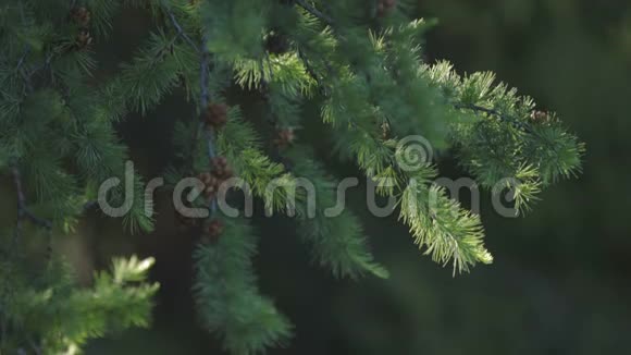 在绿色背景下森林中树枝上的翼锥4k视频的预览图