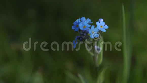 森林里夏天的蓝色花朵奇妙的大自然4k视频的预览图