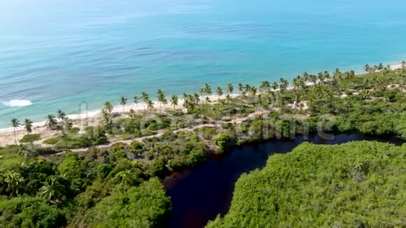 热带棕榈树森林和海洋的空中景观背景普拉亚多福特视频的预览图