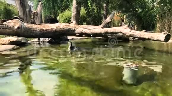 洪堡企鹅在河里游泳视频的预览图
