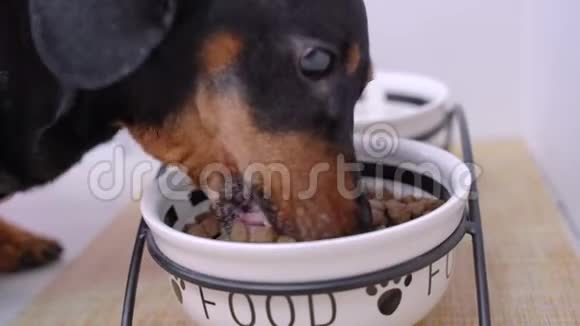 狗狗狗种吃地板上杯子里的干粮视频的预览图