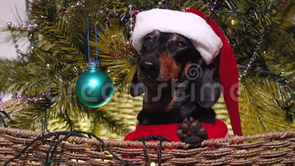 穿着红毛衣和圣诞老人的节日帽子的可爱的黑褐色达克顺德狗坐在一个大篮子里放在一个圣诞节视频的预览图