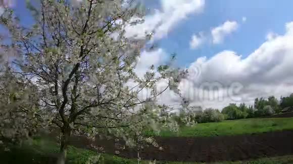 在一个阴天的春天盛开的樱桃生长在花园附近一棵开花的树在风中摇曳时光流逝视频的预览图