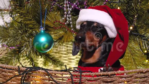 穿着红毛衣和圣诞老人的节日帽子的可爱的黑褐色达克顺德狗坐在一个大篮子里放在一个圣诞节视频的预览图
