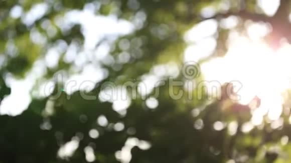 阳光透过公园的树木照耀镜头耀斑夏日清晨的放松理念视频的预览图
