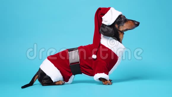 穿着圣诞老人滑稽服装的可爱的小黑棕色达克顺德坐在蓝色的背景下慢慢地把头从侧面转过来视频的预览图