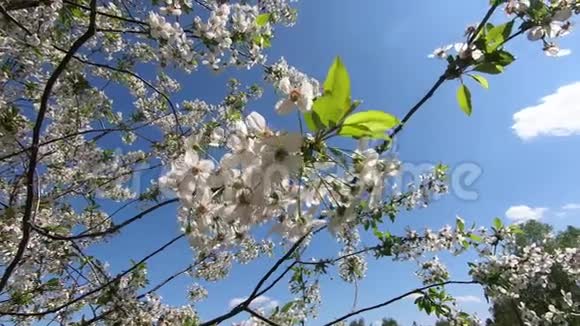 樱花树枝随风摇摆慢动作视频的预览图