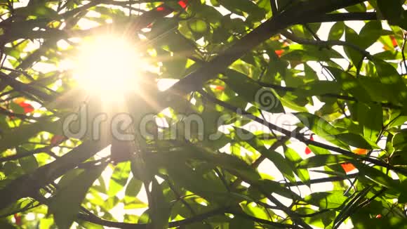 阳光照耀着阳光在红绿的树叶和树枝上闪闪发光视频的预览图