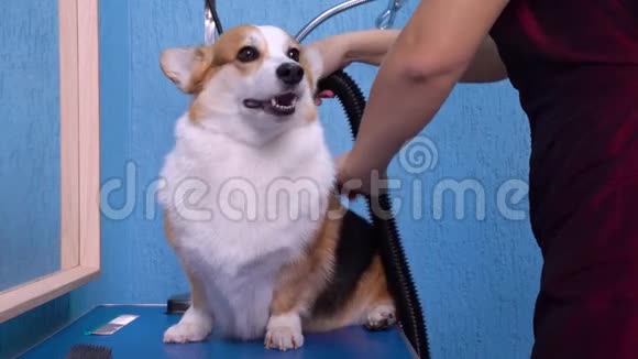 美容师用吹风机吹在一只威尔士科吉彭布罗克犬上视频的预览图