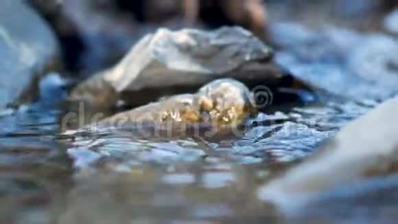 河流中的石头特写纯净的水流视频的预览图