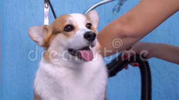 美容师用吹风机吹在一只威尔士科吉彭布罗克犬上视频的预览图