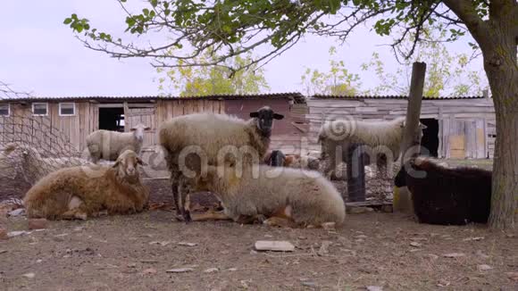 一群羊在新鲜空气中吃和休息在农村农场的牧场上成群结队的羊站着看着镜头视频的预览图